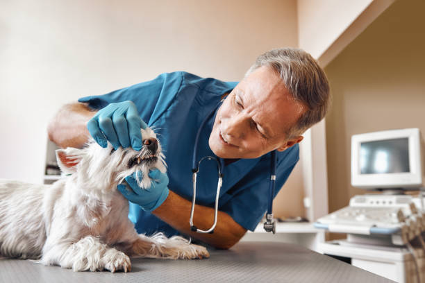 Best Emergency Treatment for Dental Infections or Abscesses in Grayling, MI